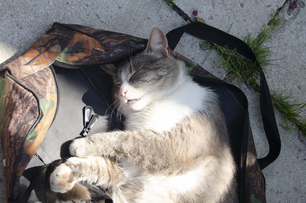 A cute cat sleeping comfortably on a camouflage backpack outdoors on a sunny day.