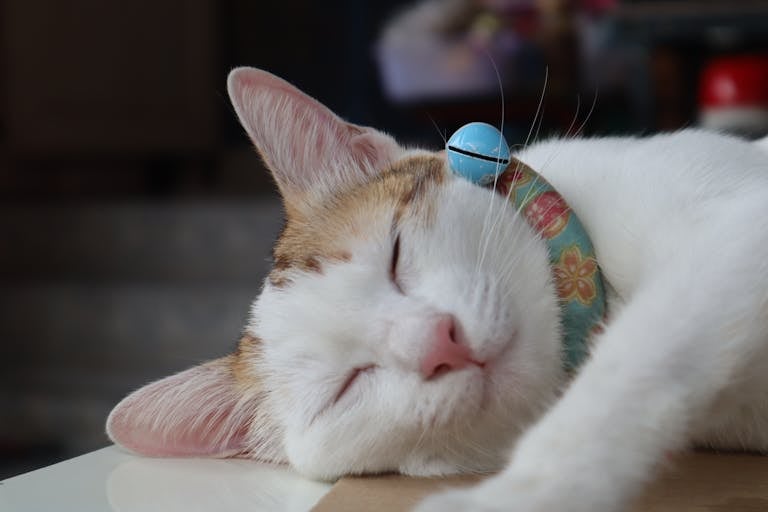 A cute domestic cat peacefully sleeping with a colorful floral collar and bell.