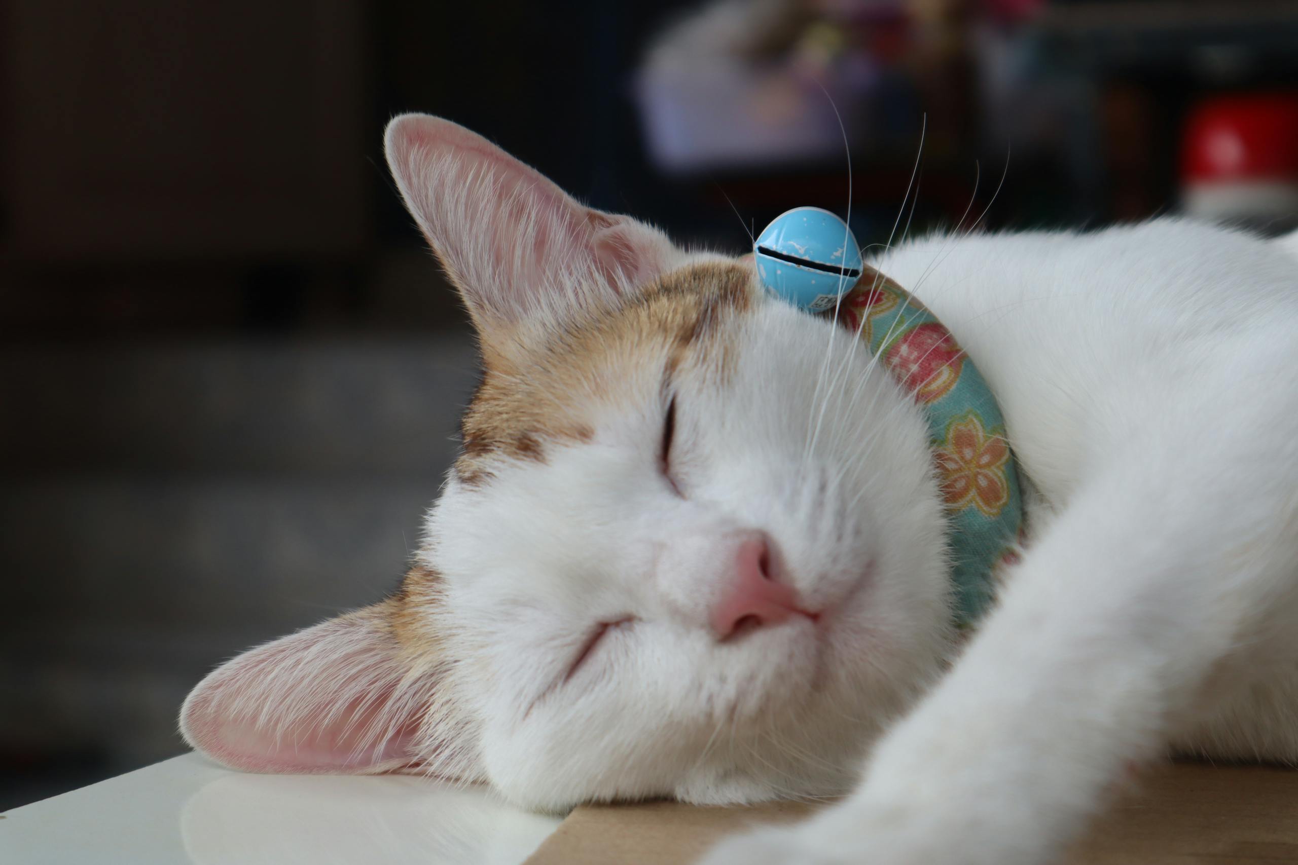 A cute domestic cat peacefully sleeping with a colorful floral collar and bell.