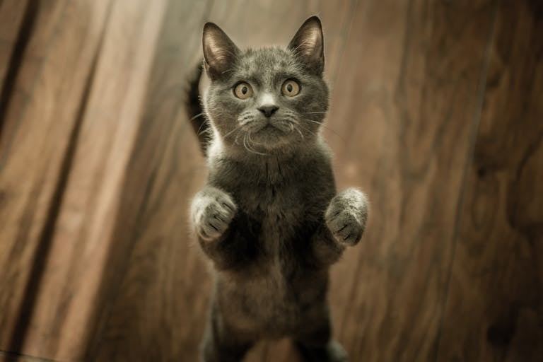 A cute gray cat playfully standing on its hind legs on a wooden floor indoors.