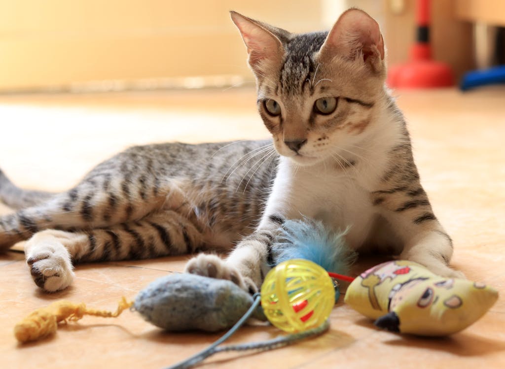 A cute tabby cat playing with various colorful toys on a sunlit floor indoors.