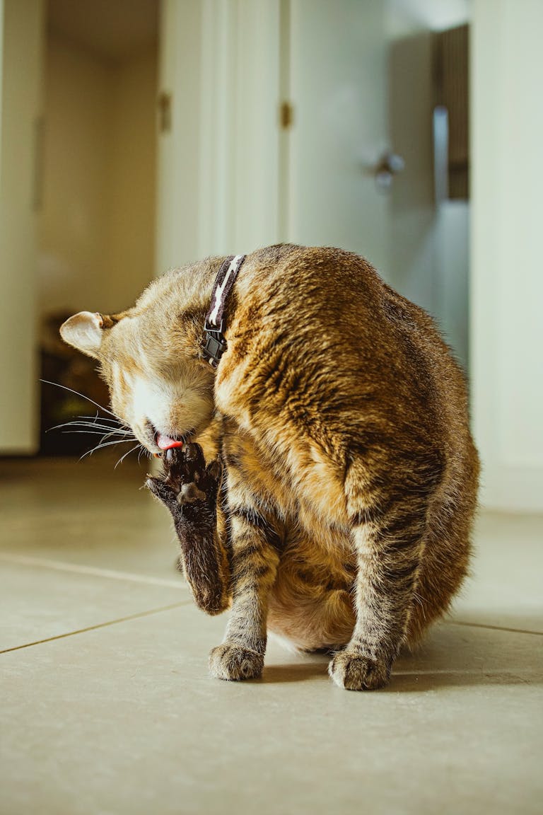 A domestic cat is grooming itself indoors, perfectly capturing everyday feline behavior.