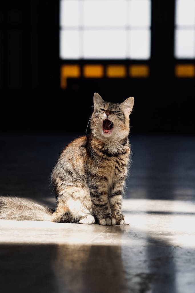 A fluffy domestic cat yawns while basking in sunlight indoors, creating a cozy and serene moment.