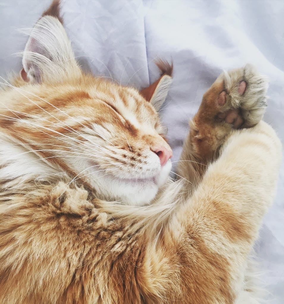 A fluffy ginger tabby cat sleeping peacefully, showcasing paws and whiskers in a cozy indoor setting.