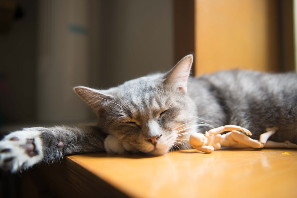 A gray and white cat peacefully sleeping by the window in a cozy indoor setting.