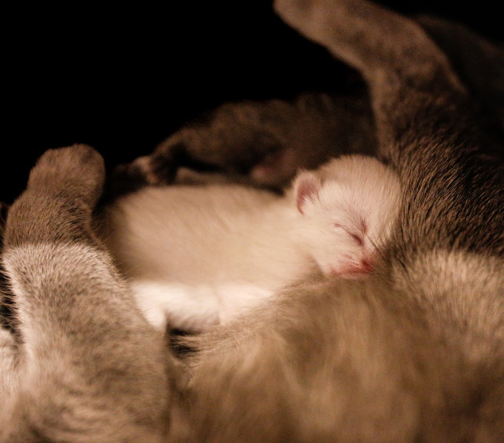 A peaceful newborn kitten snuggled up with its mother, showcasing tender animal companionship.