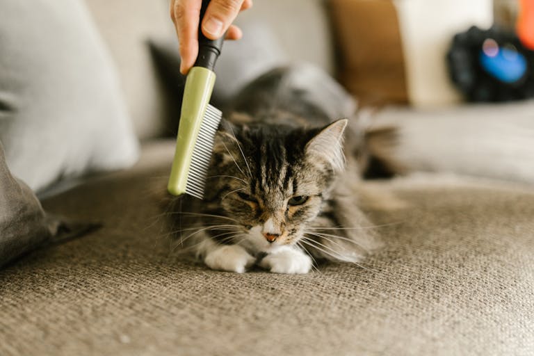 A relaxed cat enjoys grooming with a comb on a cozy indoor sofa, emphasizing pet care.