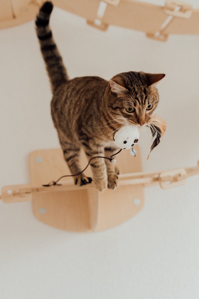 A tabby cat playing with a toy mouse on a wooden wall shelf indoors.