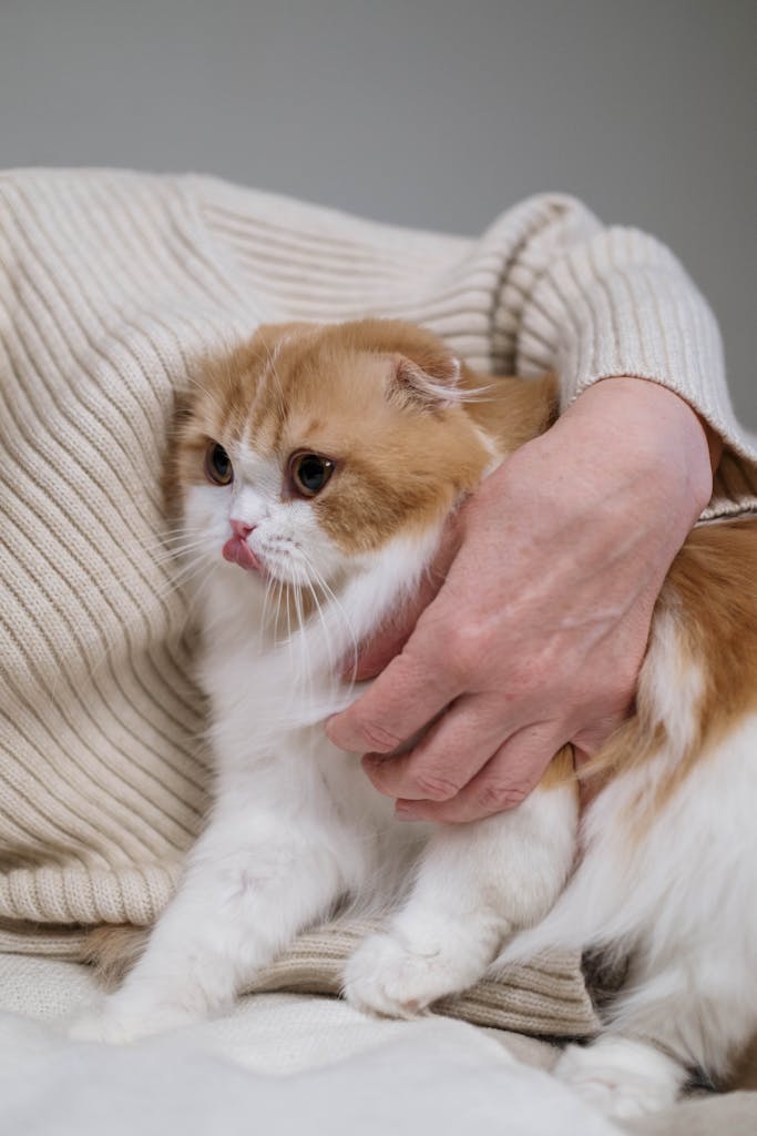 A woman cuddles a fluffy Scottish Fold kitten indoors, showcasing pet-owner warmth.