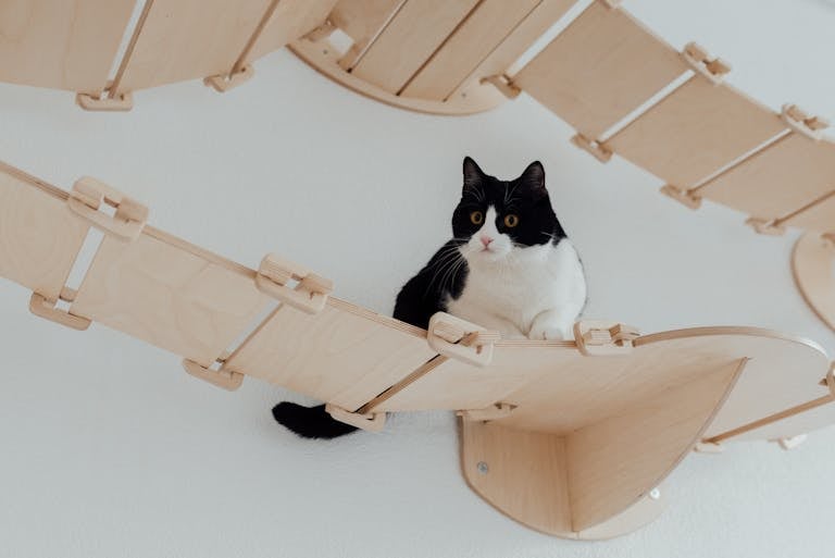 Adorable black and white tuxedo cat resting on a wooden bridge in a pet-friendly environment.