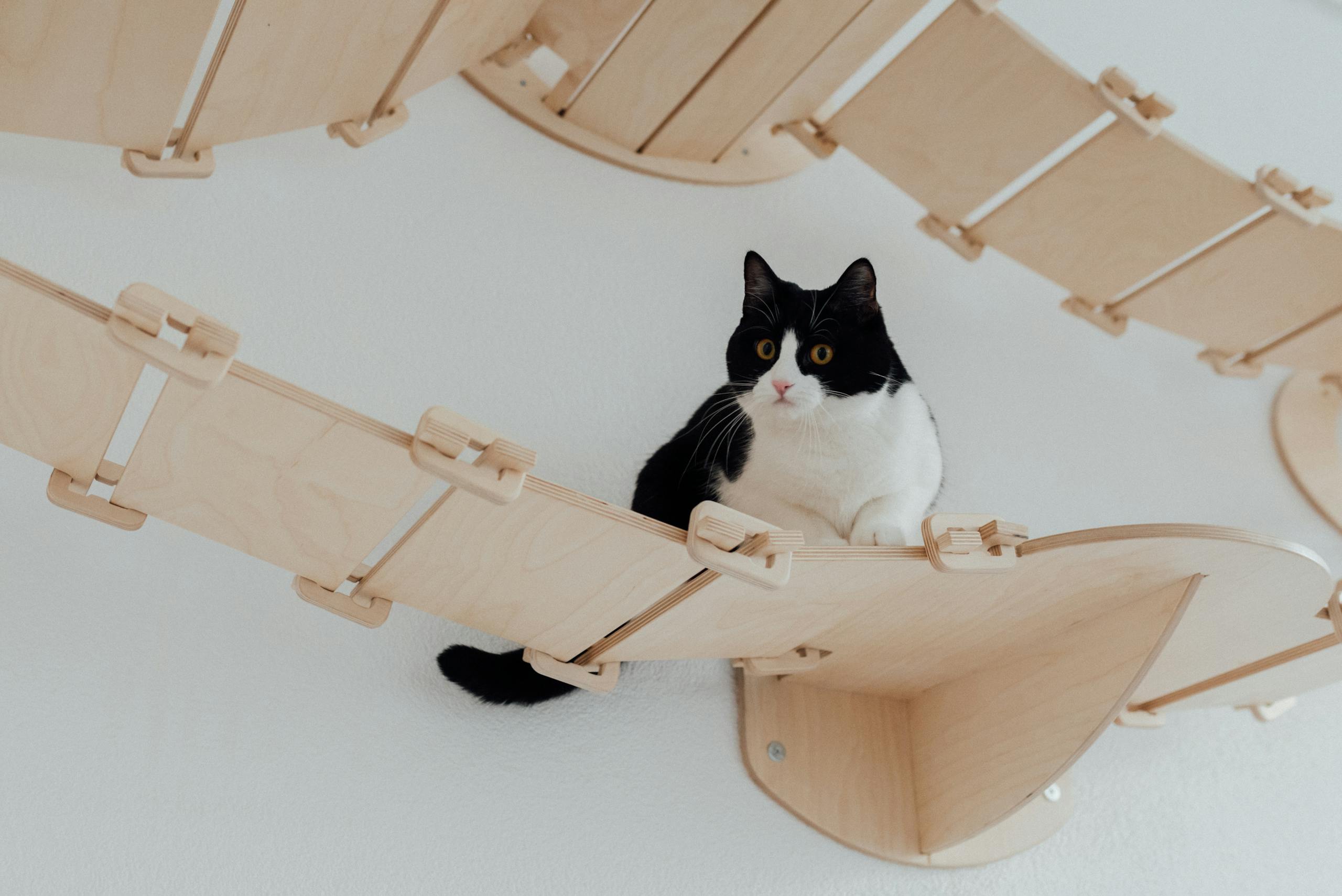 Adorable black and white tuxedo cat resting on a wooden bridge in a pet-friendly environment.