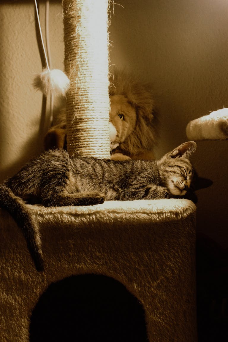 Adorable tabby kitten sleeping peacefully on a plush cat tree in warm lighting.