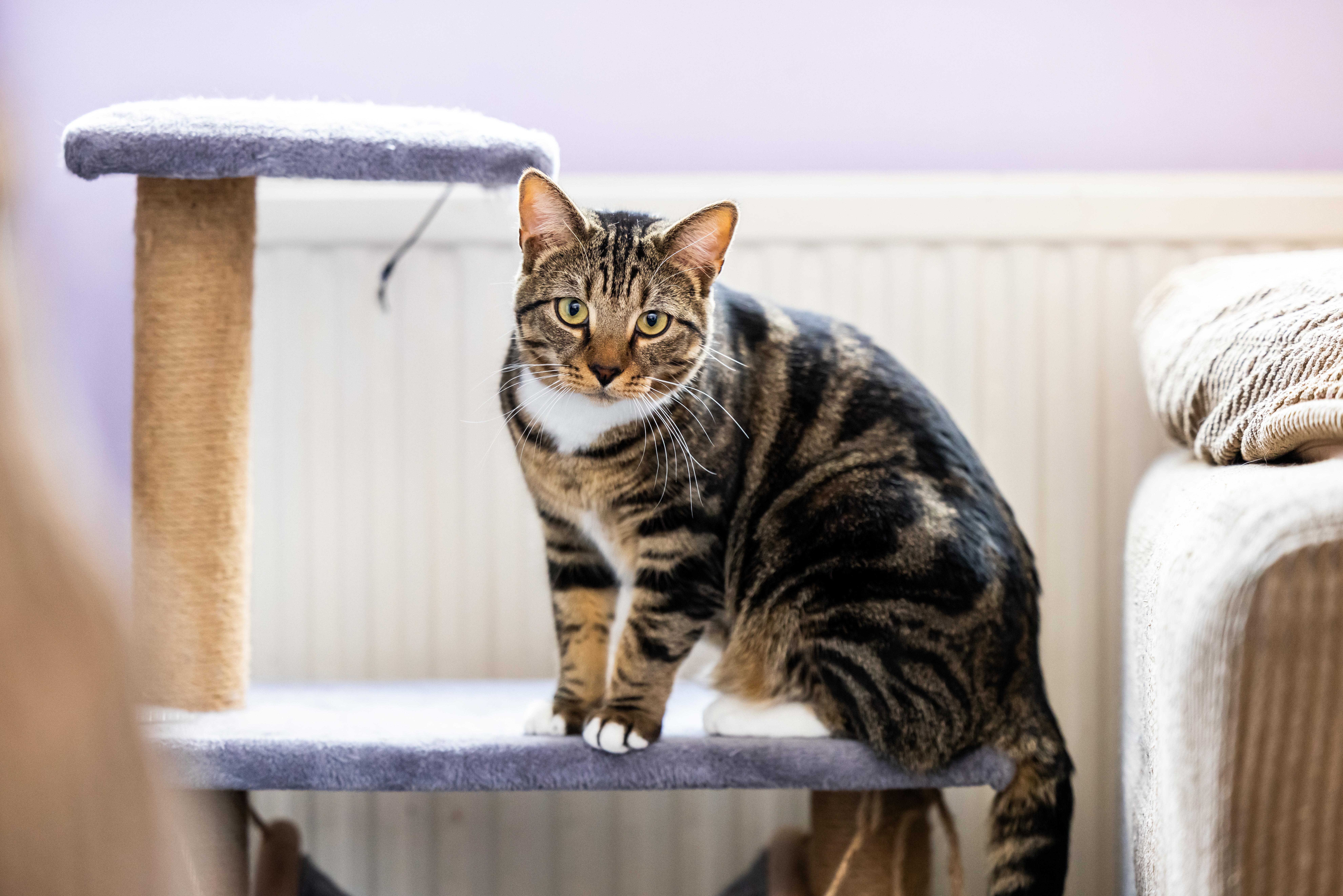 underweight cat