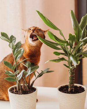 indoor plants safe for cats
