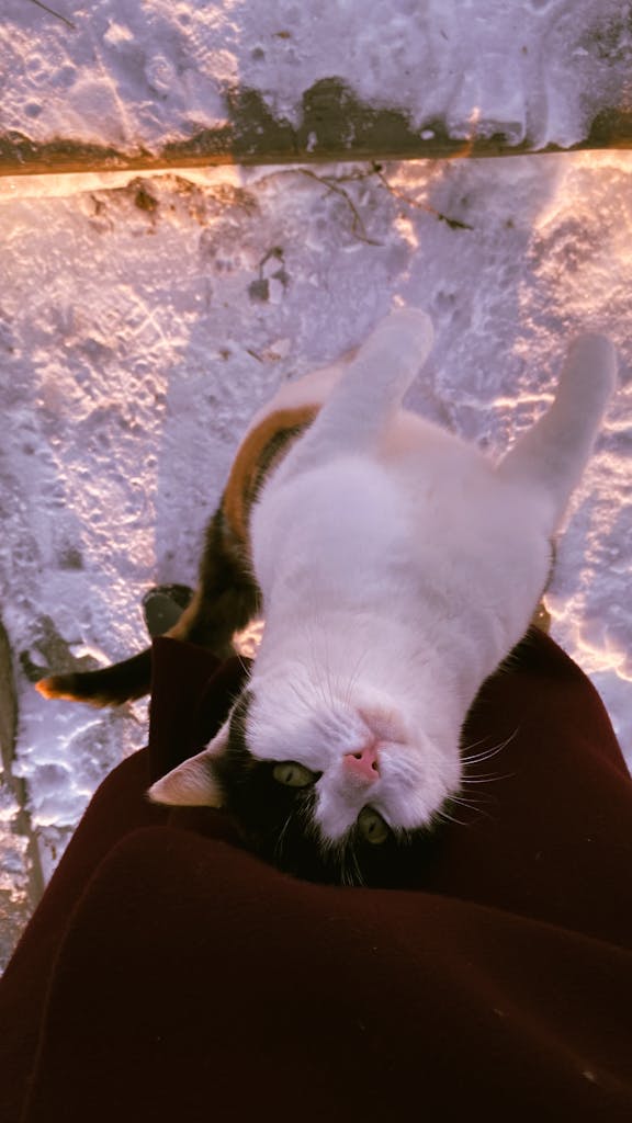 Captivating image of a playful cat on a snowy pathway, exuding winter charm.