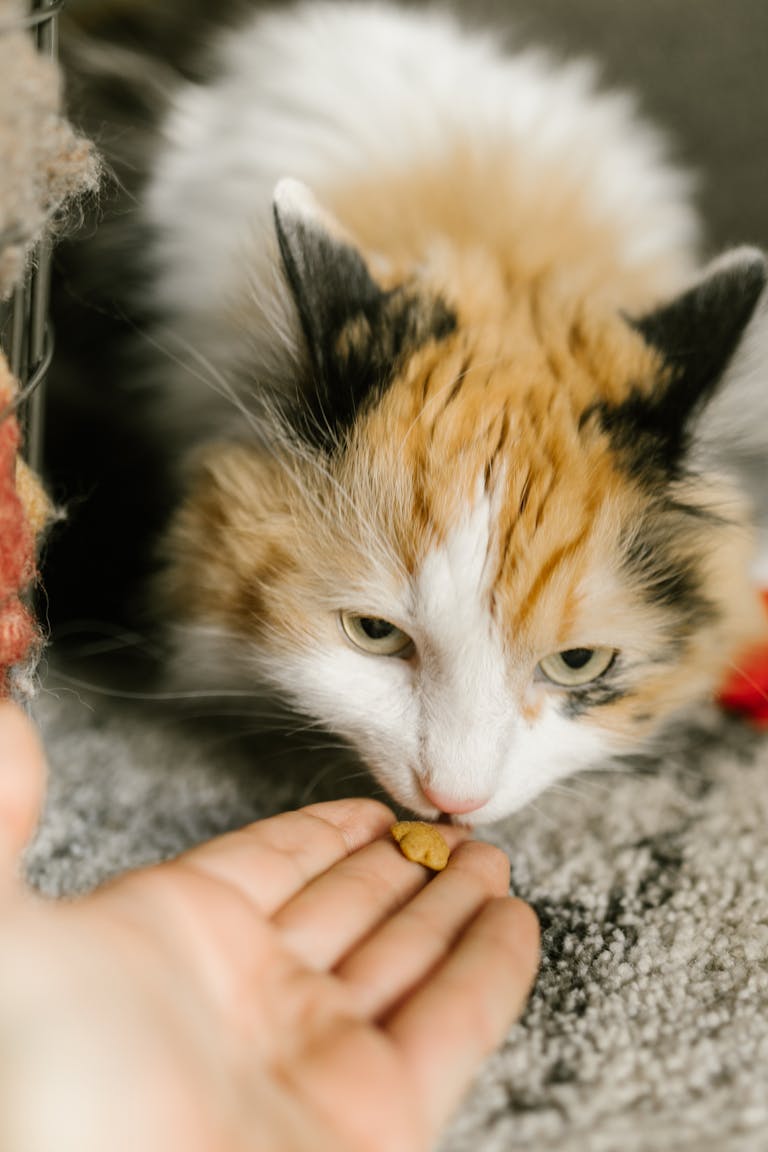 soft cat food for cats with no teeth