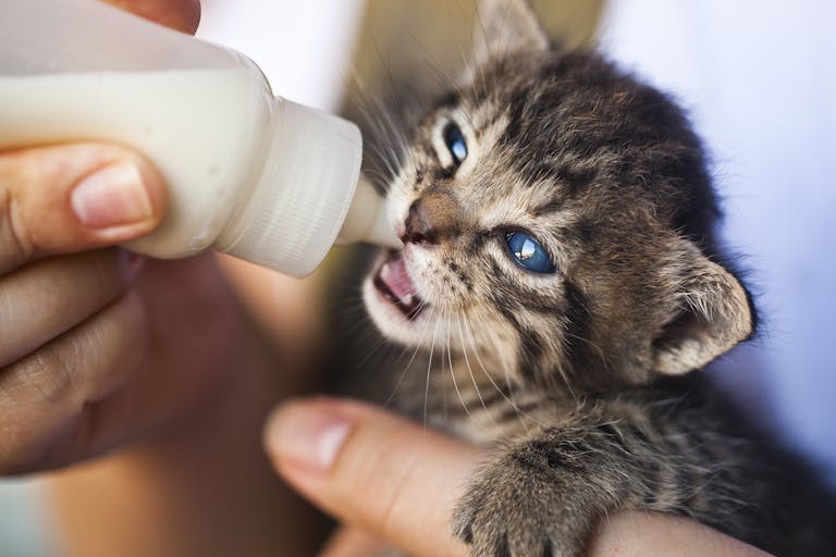 Close-up of a hand feeding milk to a tiny tabby kitten with blue eyes.