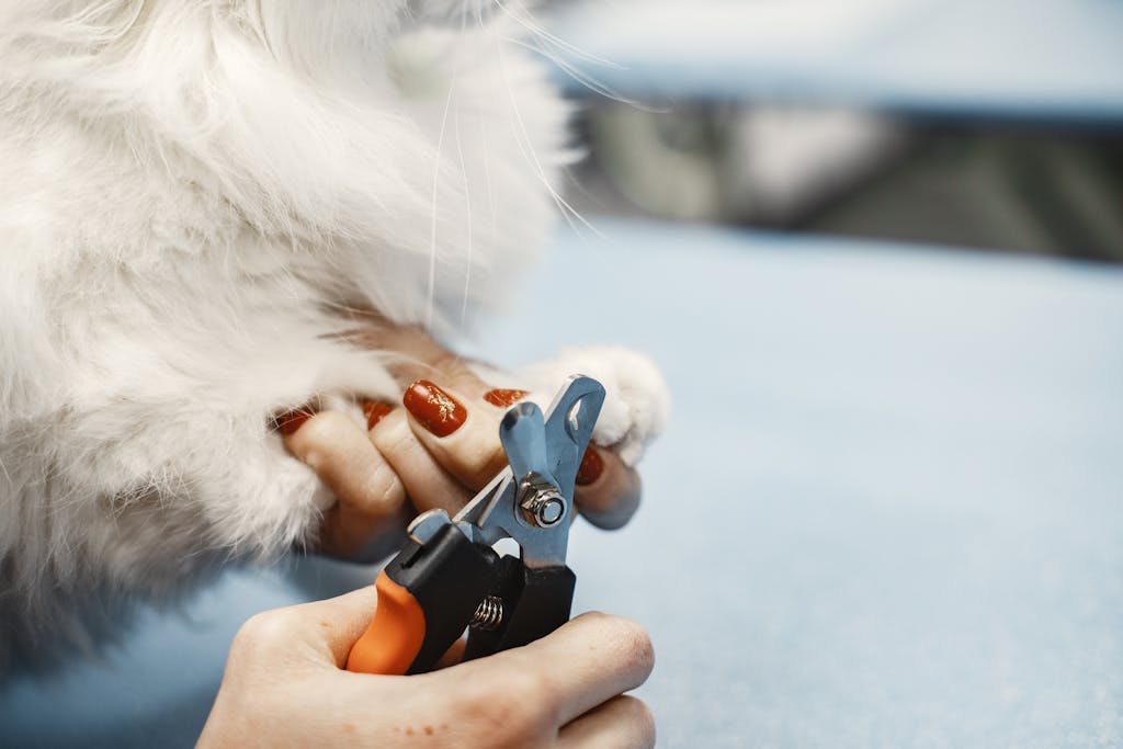 Close-up of a person trimming a cat's nails using a pet grooming tool.