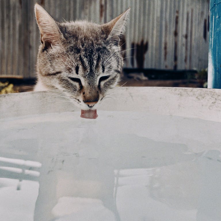 Close-up of a tabby cat drinking water outdoors in Talgar, Almaty Province, Kazakhstan.