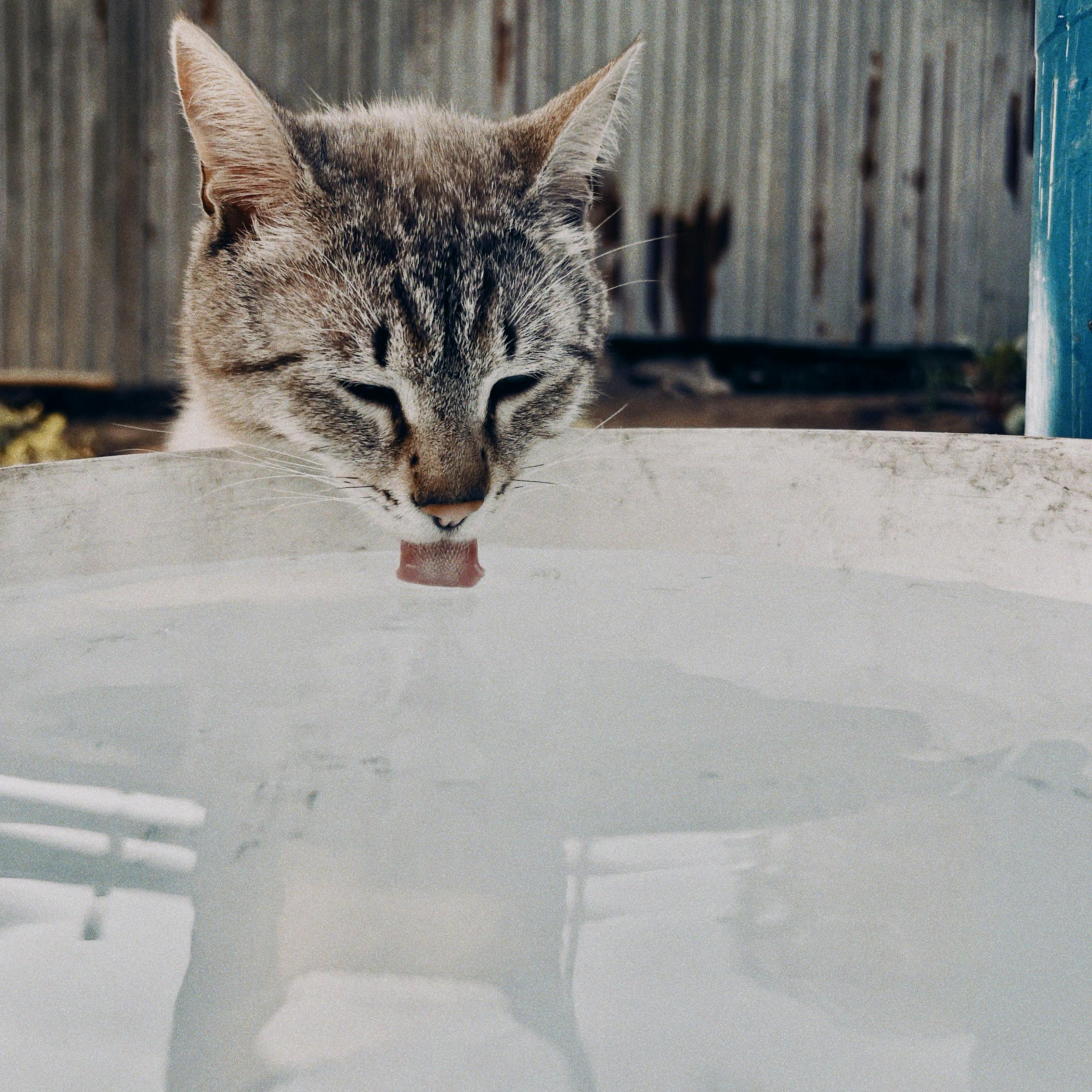 Close-up of a tabby cat drinking water outdoors in Talgar, Almaty Province, Kazakhstan.