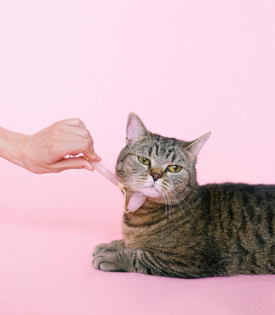Cute tabby cat enjoys a gentle massage against a soft pink background, adding an element of pampering and relaxation.