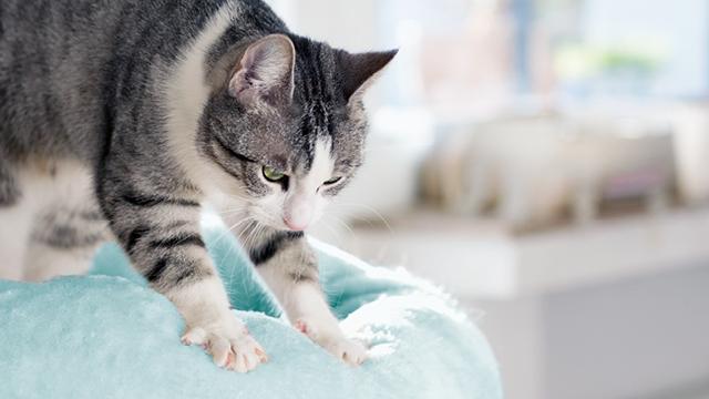 cat kneading