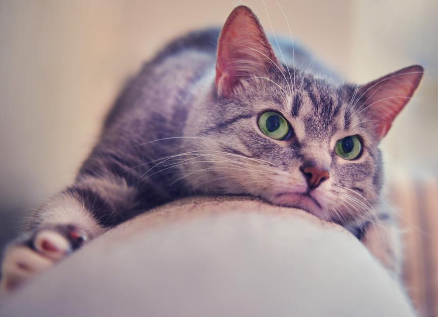 cats jealousy