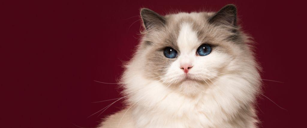 cat breeds for first-time owners