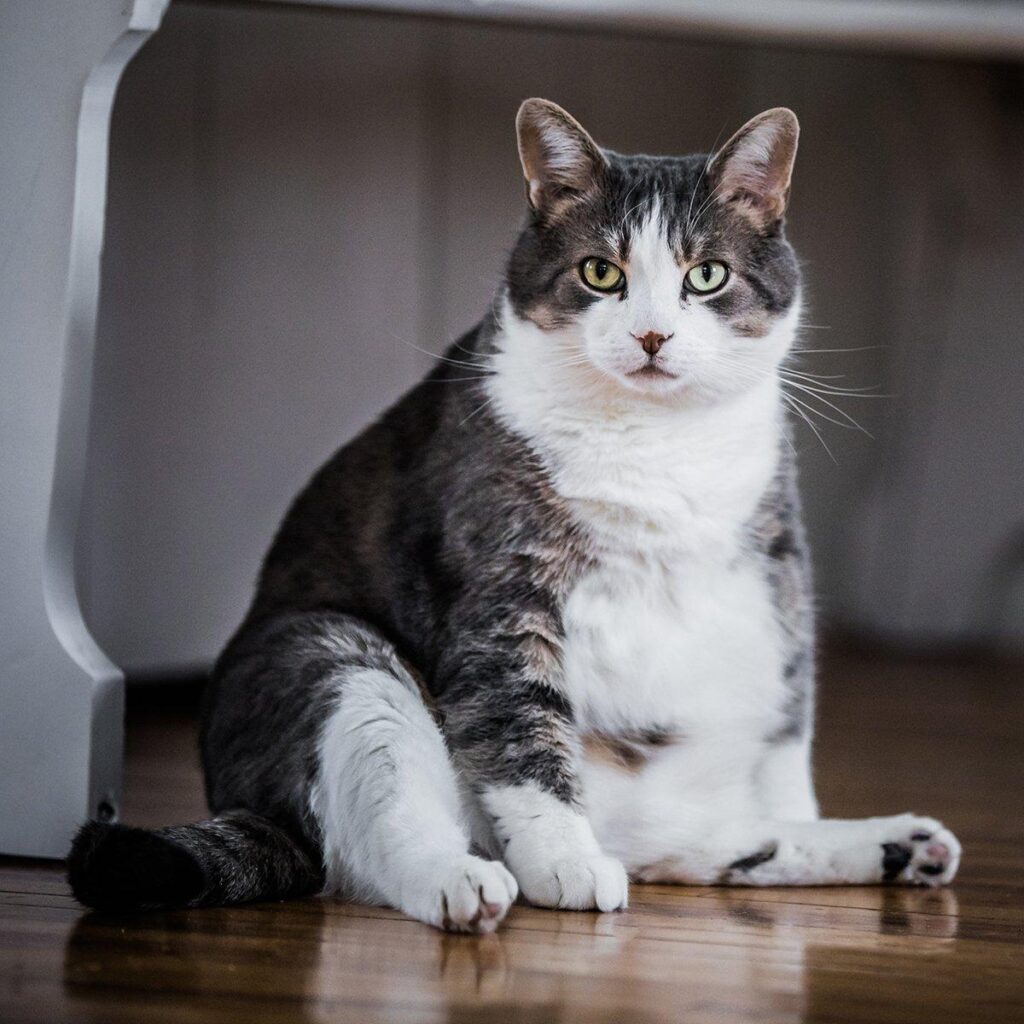 is my cat overweight?