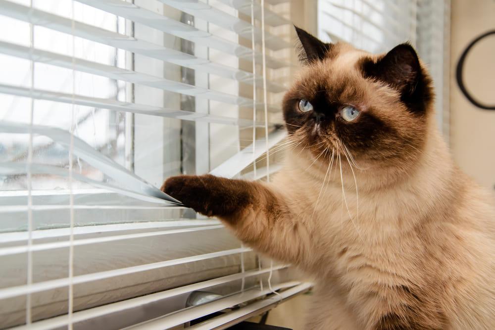 separation anxiety in cats