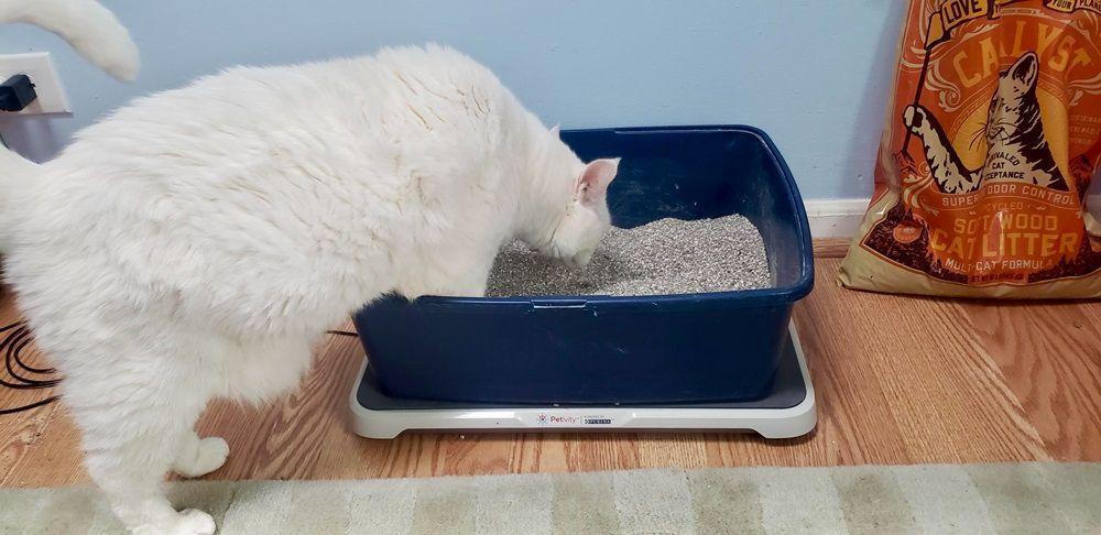 cat litter change frequency