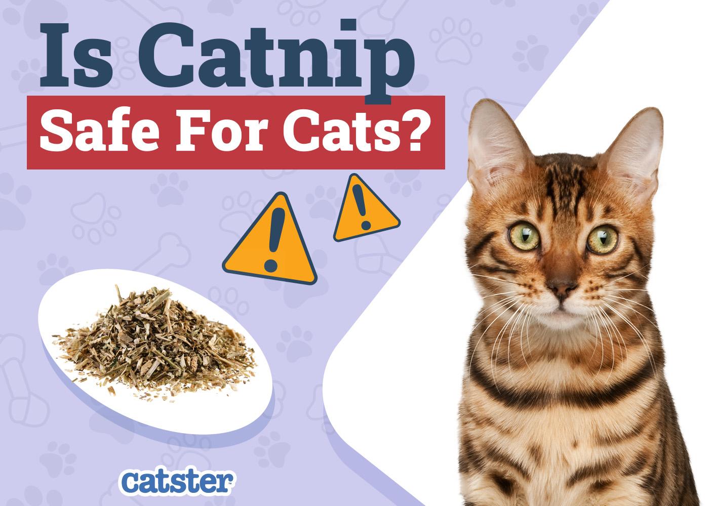 catnip safety