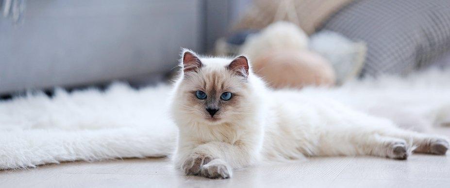 cats loneliness