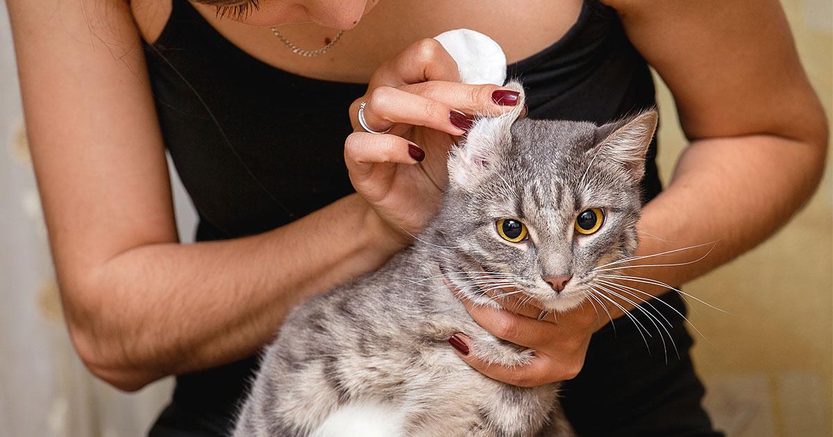 cat ear cleaning
