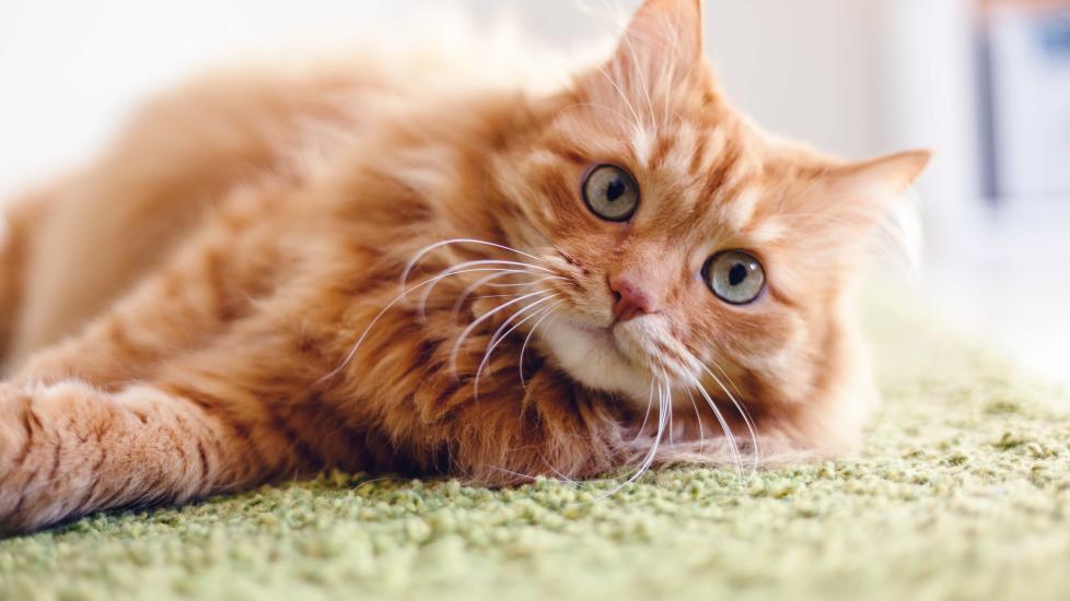 cats fun facts
