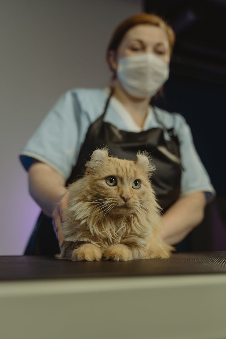 Woman groomer attending to an orange tabby cat in a pet salon.