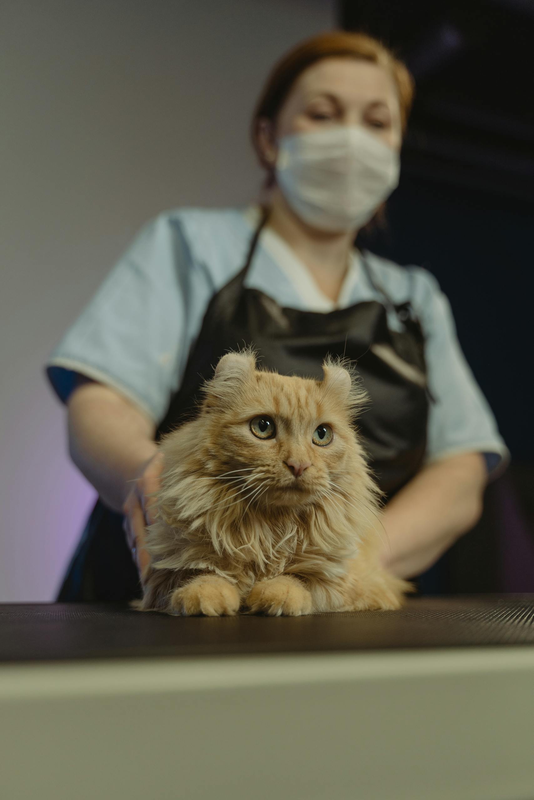 Woman groomer attending to an orange tabby cat in a pet salon.