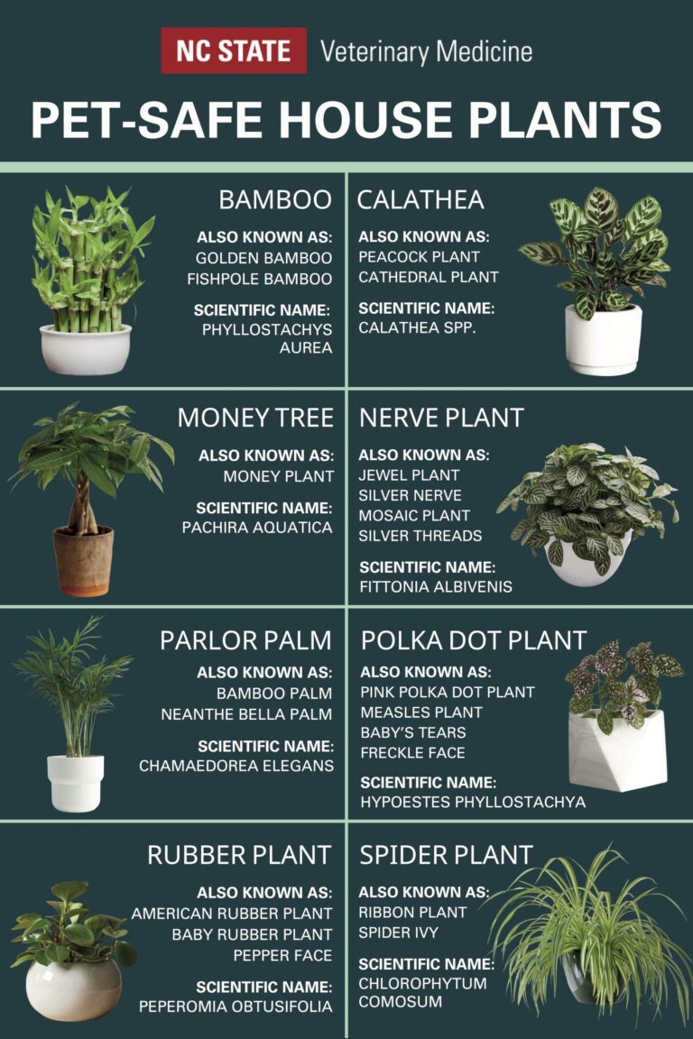 The Best Plants That Are Safe for Cats (and Won’t Be Destroyed)