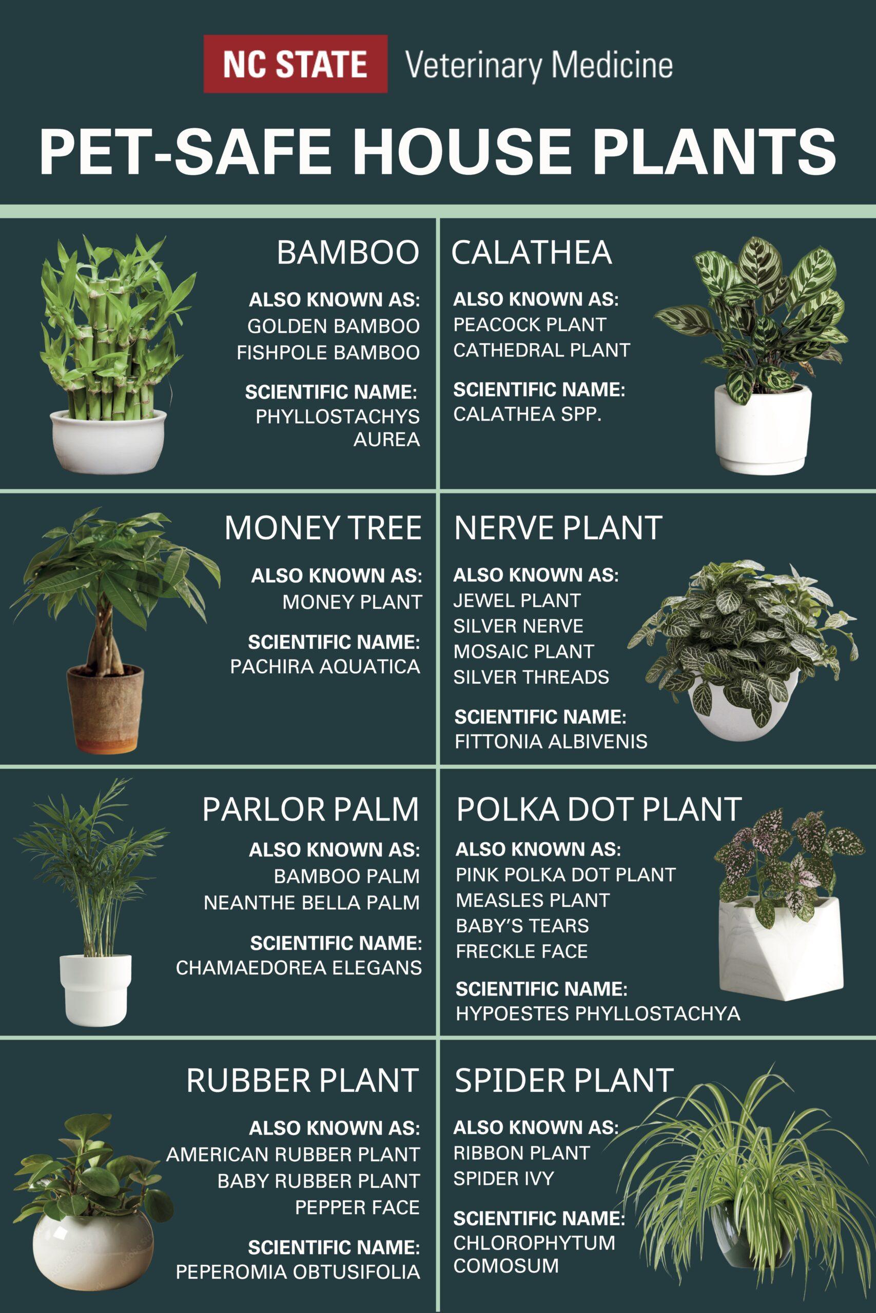 The Best Plants That Are Safe for Cats (and Won’t Be Destroyed)