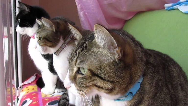 Why Do Cats Chatter at Birds? Feline Hunting Instincts Explained