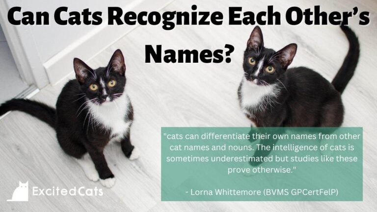 Do Cats Recognize Their Names? What the Science Says