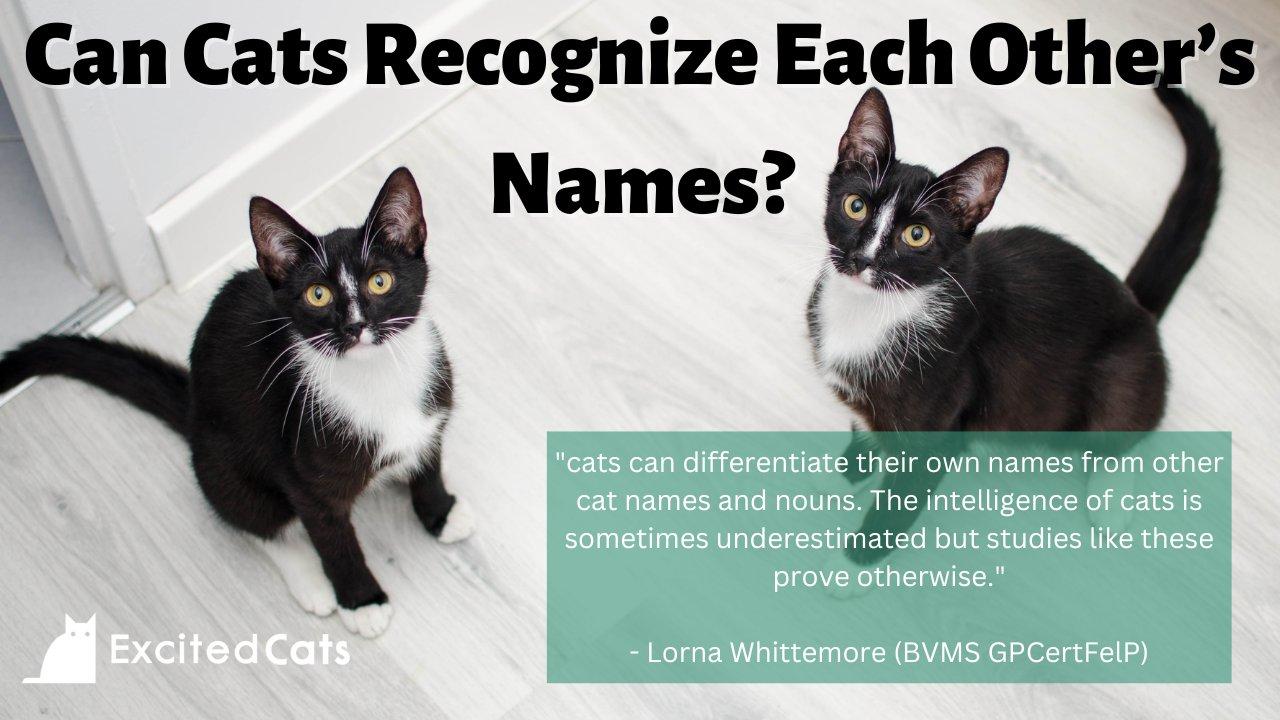 Do Cats Recognize Their Names? What the Science Says