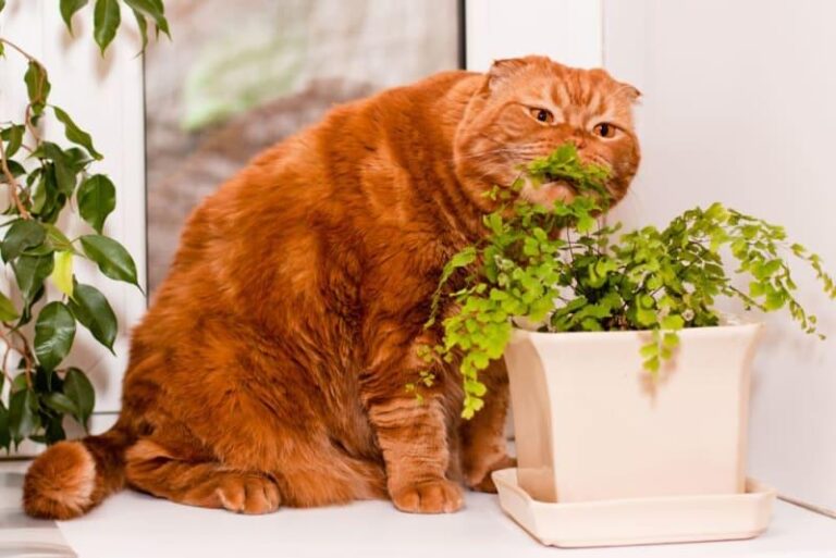 How to Stop Your Cat from Eating Houseplants (Without Stressing Them Out)