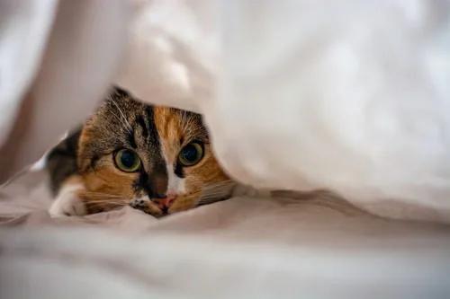 Why Do Cats Hide When They’re Sick?