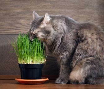 cat eating houseplants