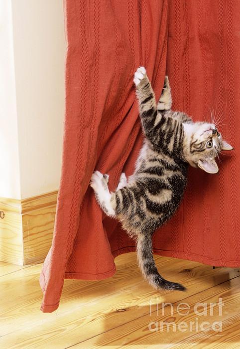 cat climbing curtains