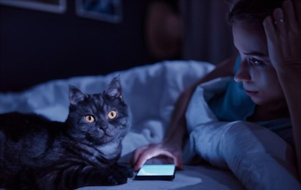 cat waking up at night