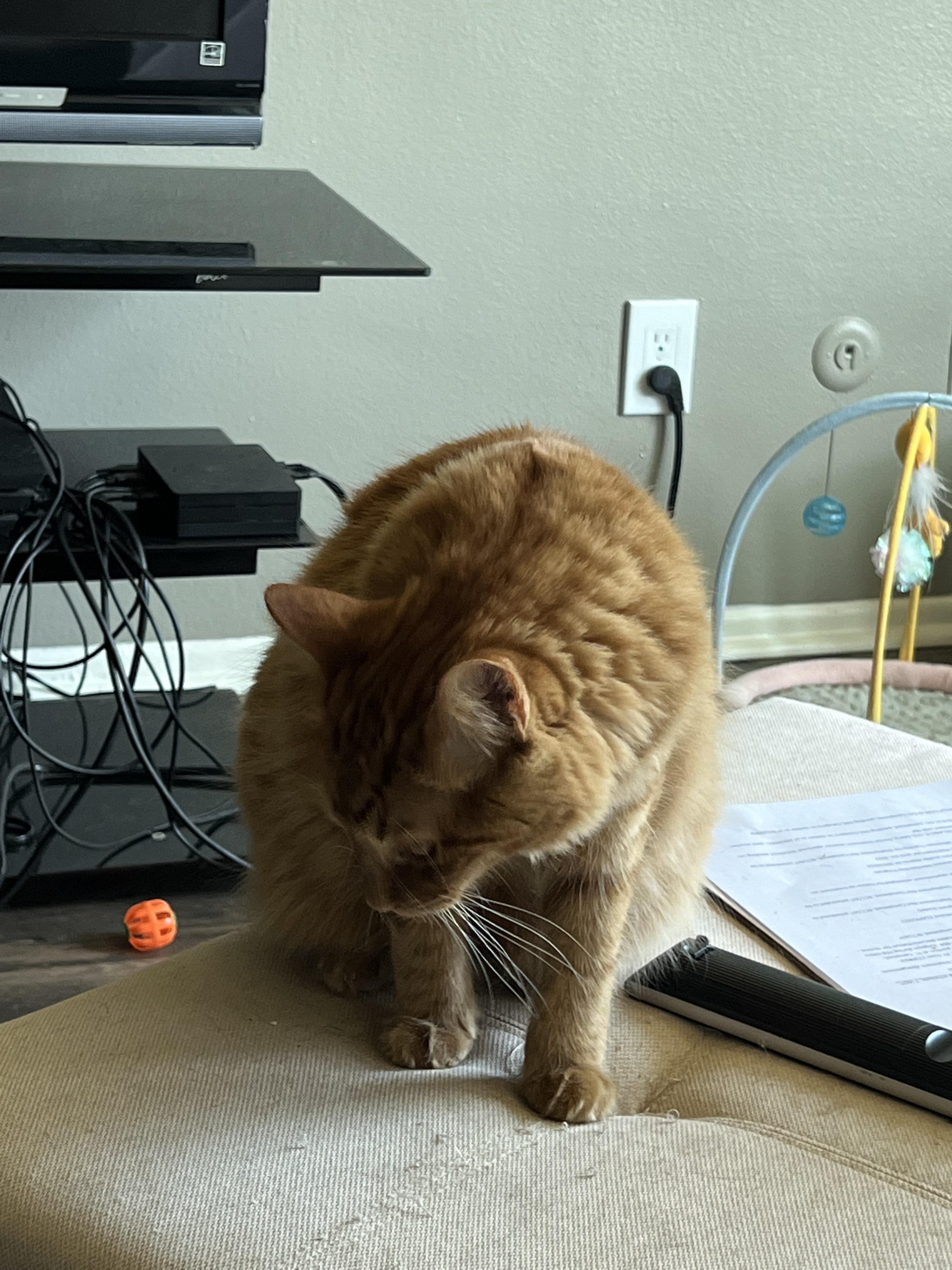 cats hiding sick