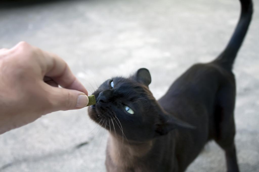 teaching cat to come when called