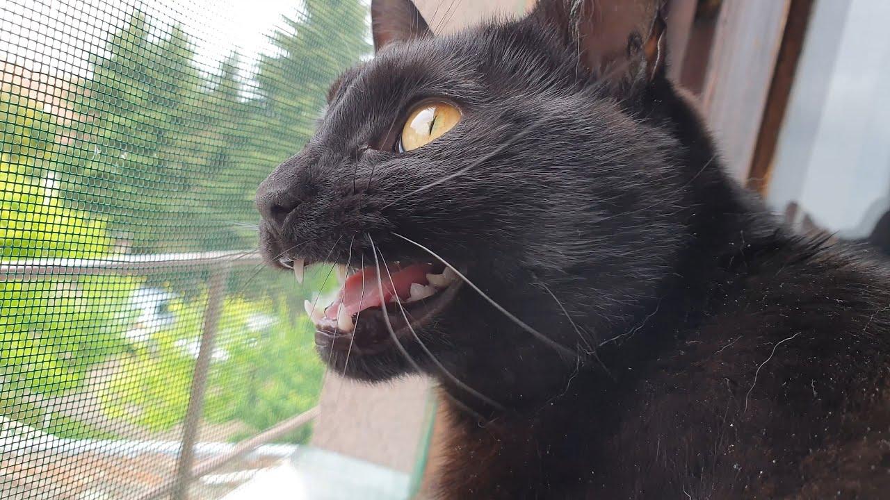 cats chattering at birds